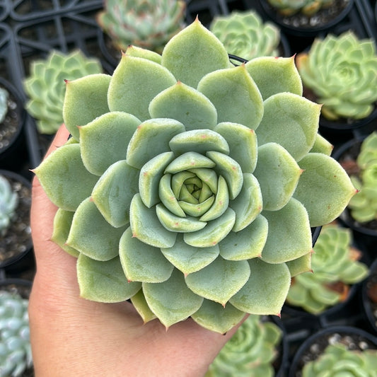 Echeveria Moon Light Fairy (LG)