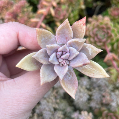 Graptoveria Rose Queen (Cutting)