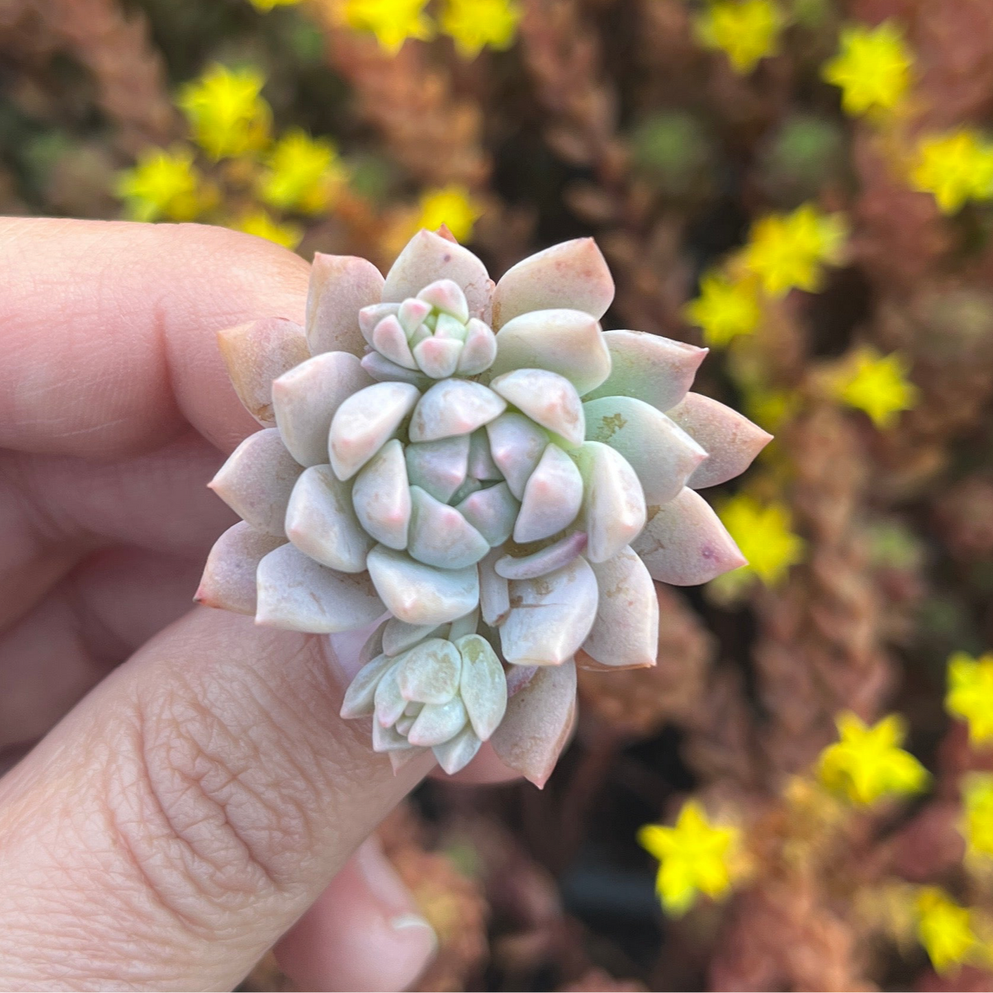 Echeveria Prolifica (Cutting)