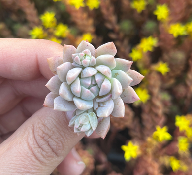 Echeveria Prolifica (Cutting)