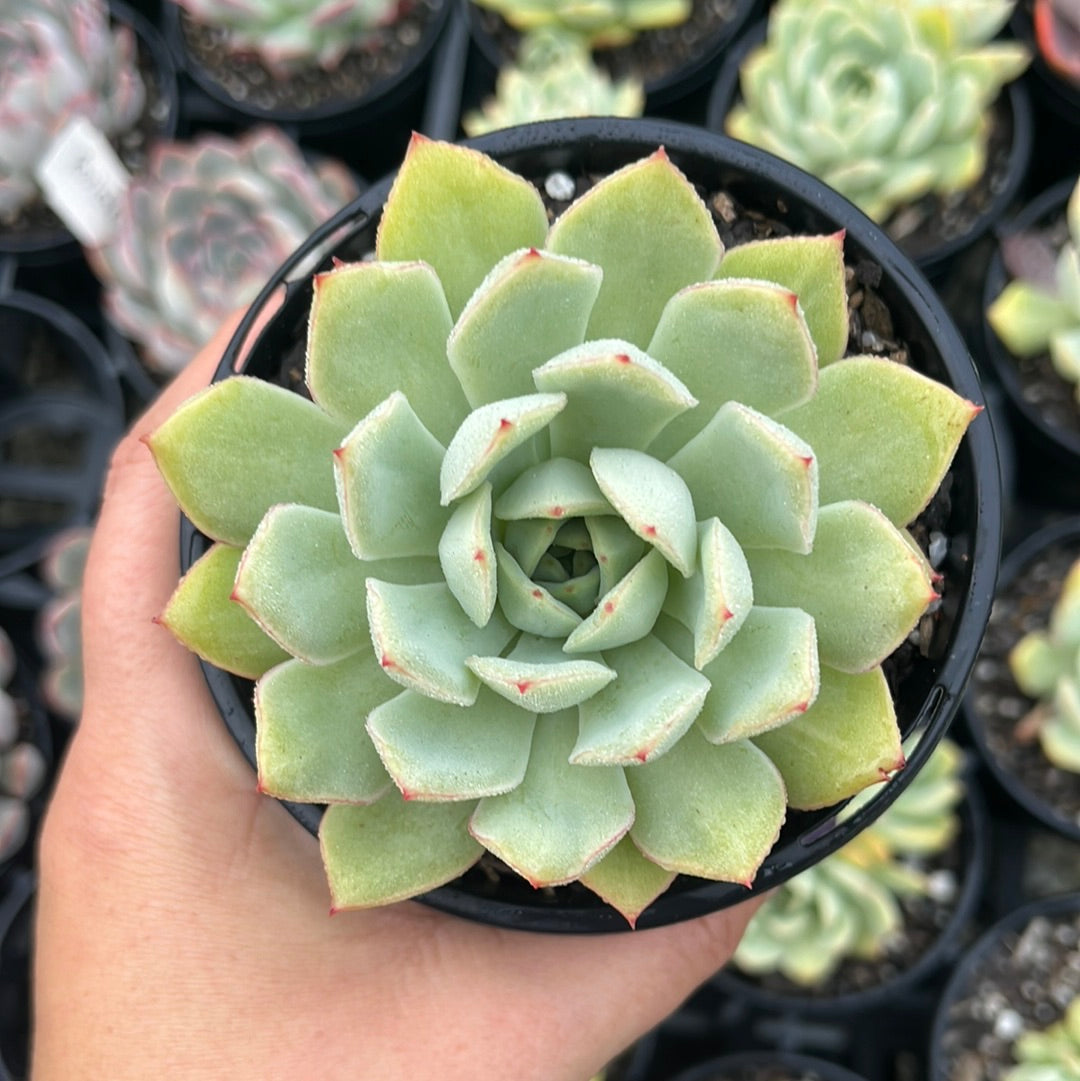 Echeveria California Queen (LG)