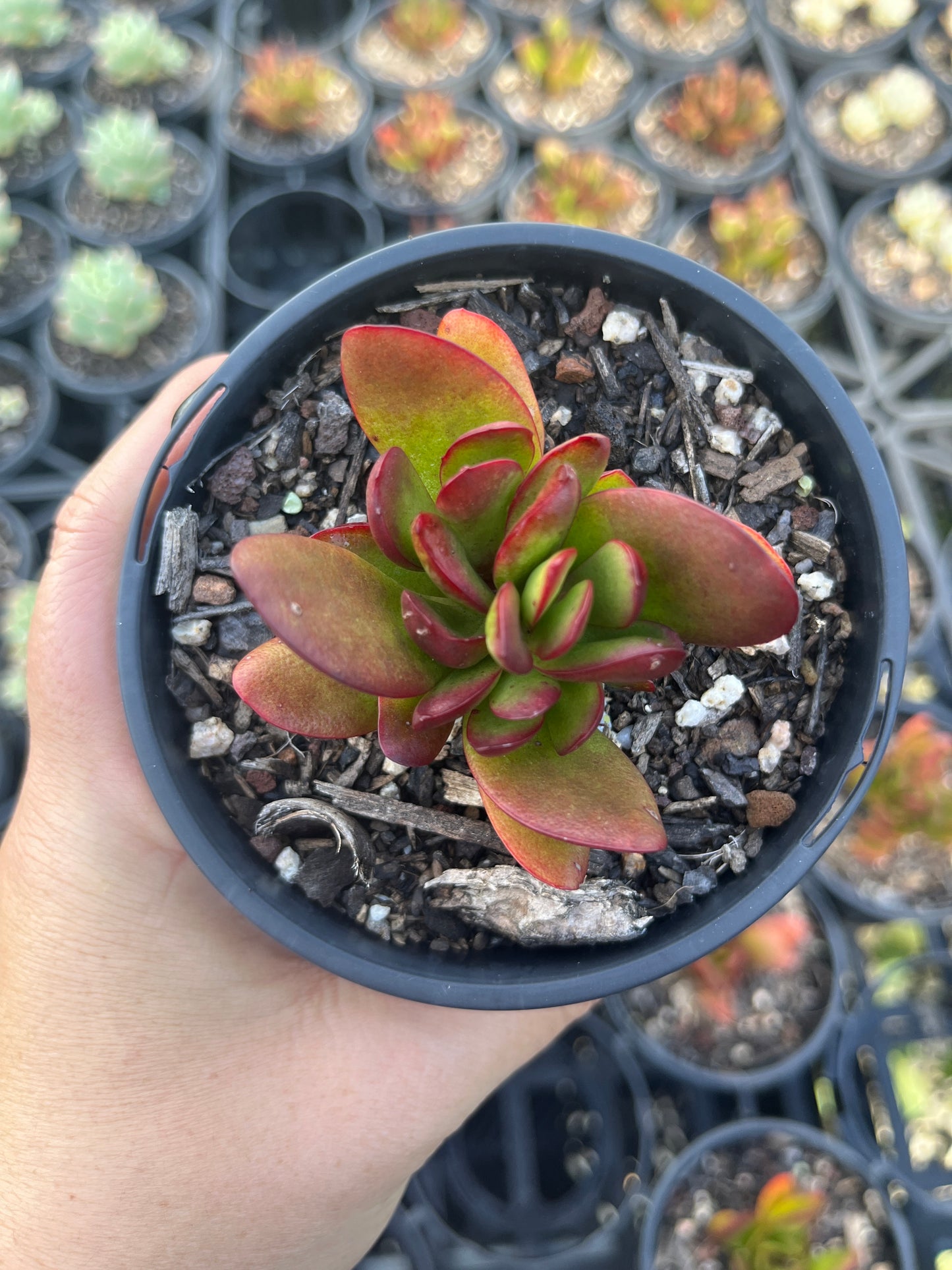 Crassula Atropurpurea (LG)