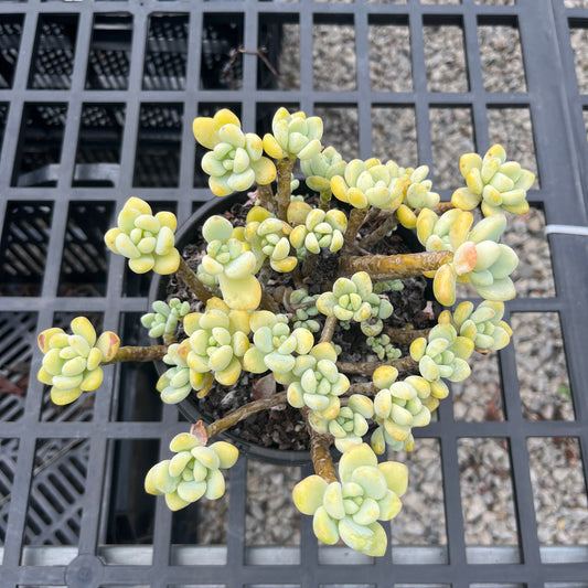 Sedum Clavatum (SS)