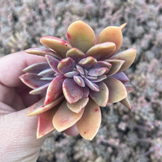 Graptoveria Fred Ives Crested (Cutting)