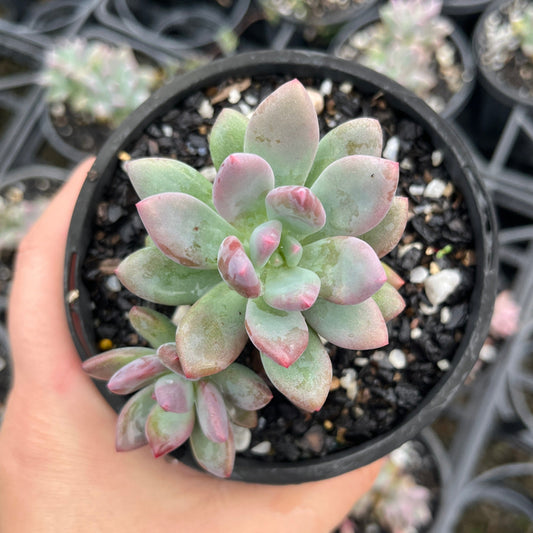 Echeveria Spica (LG)