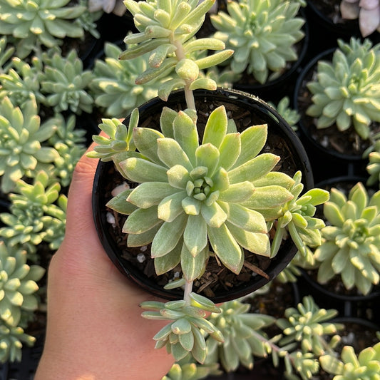 Sedeveria Markus Variegata (LG)