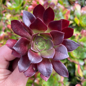 Aeonium Blushing Beauty (Cutting)