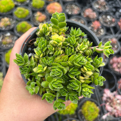 Crassula David Variegated (SS)