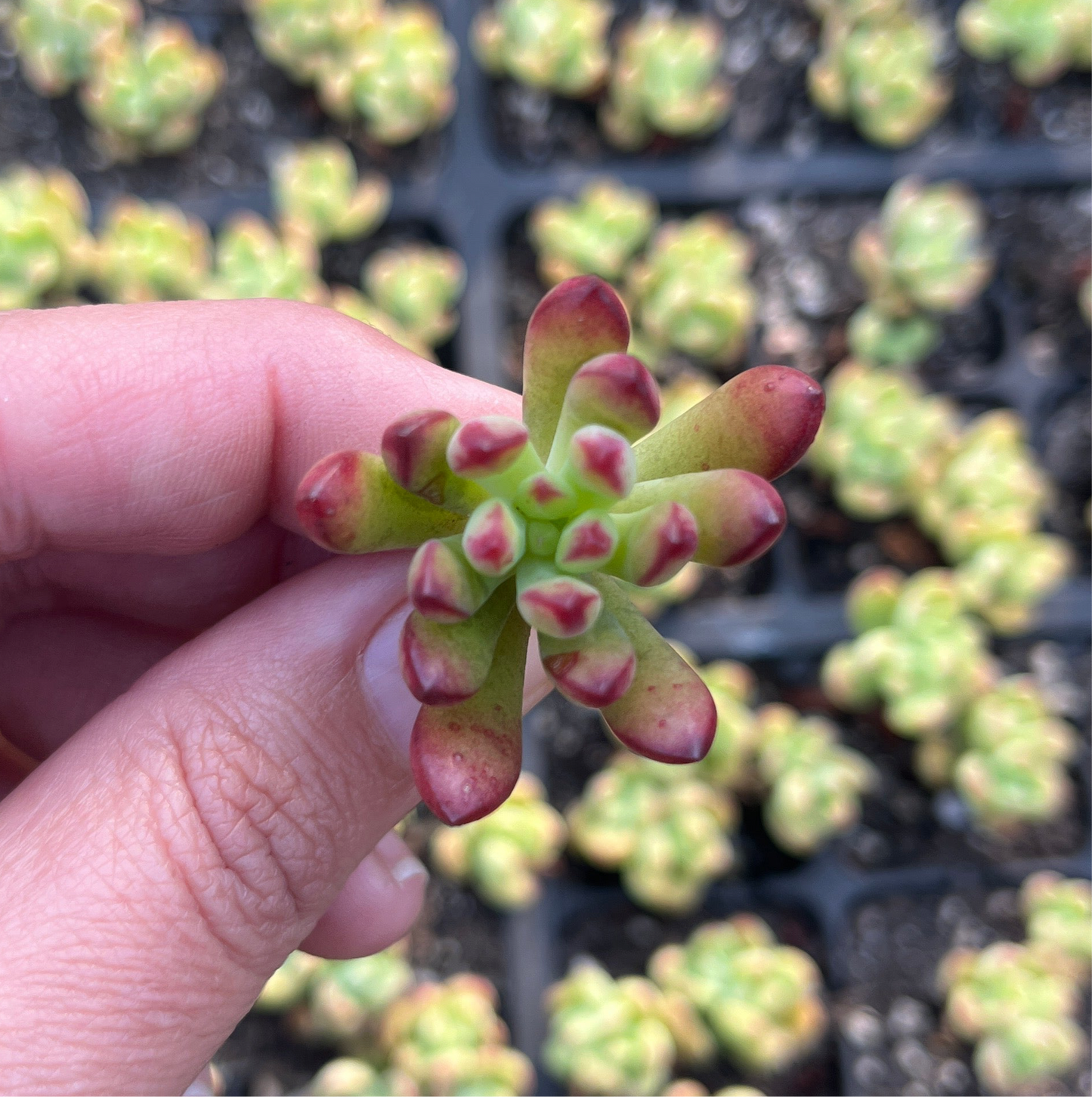 Echeveria Macdouglii (Cutting)