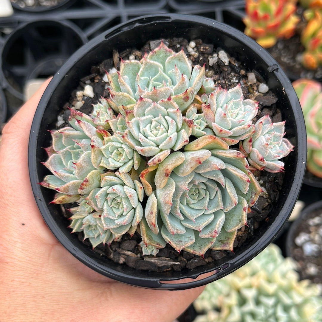 Echeveria Halbergii (LG)