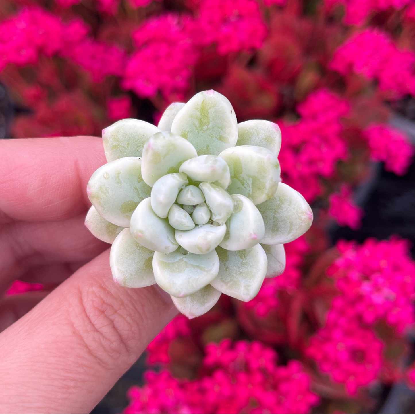 Sedum Clavatum Variegata (Cutting)