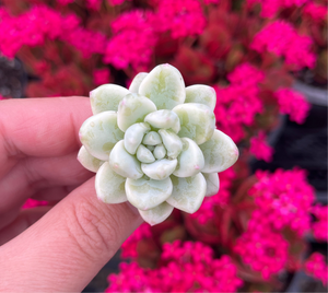 Sedum Clavatum Variegata (Cutting)