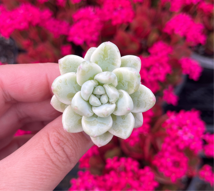 Sedum Clavatum Variegata (Cutting)