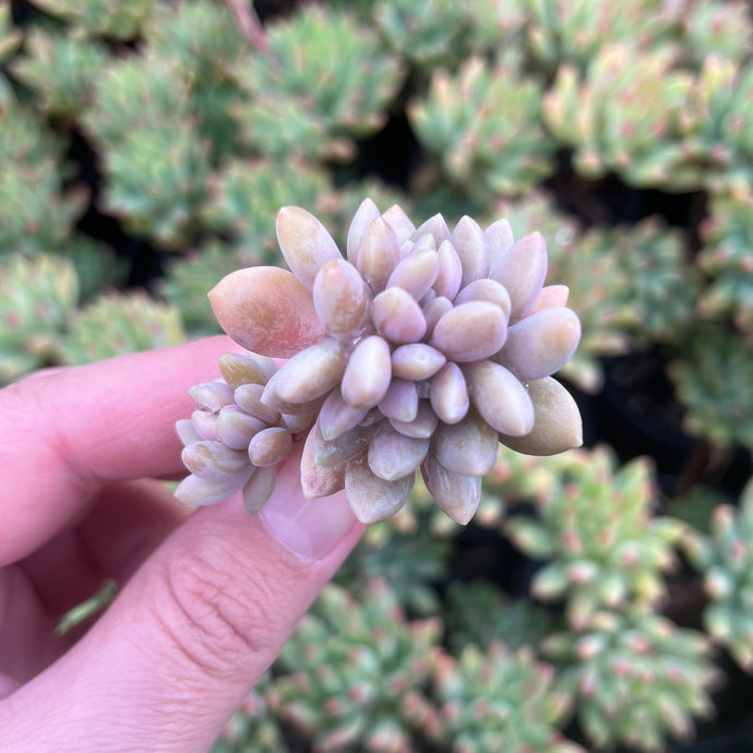 Graptoveria Elaine Wright (Cutting)