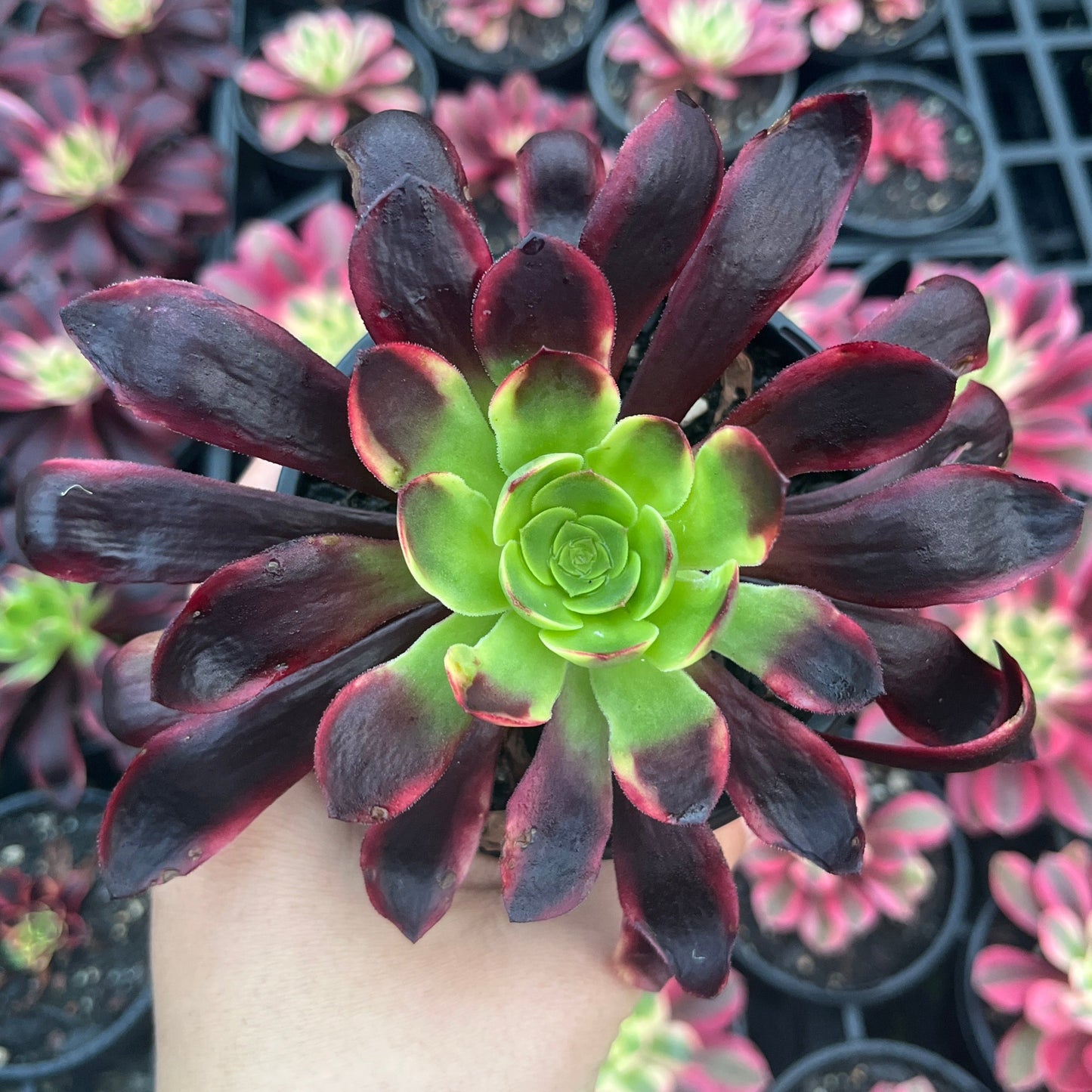 Aeonium Super Bang (LG)