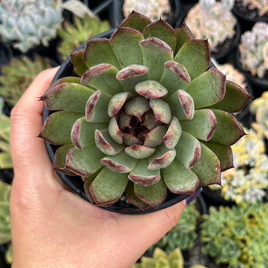 Echeveria Nightfall (LG)