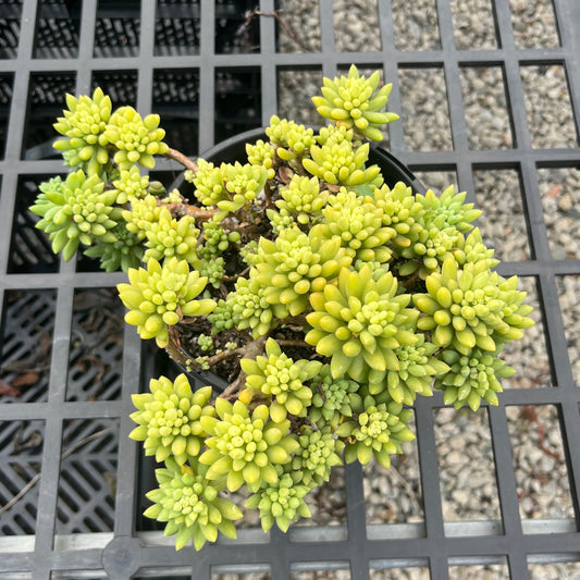 Sedum Pink Berry (SS)