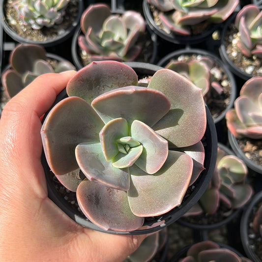 Echeveria Blue Metal (LG)