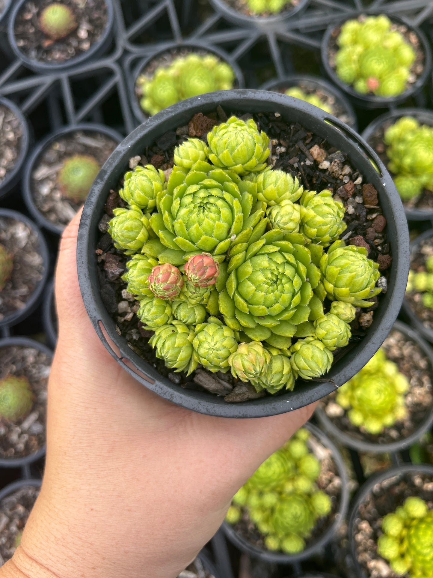 Sempervivum Jovibarba Orange (LS)