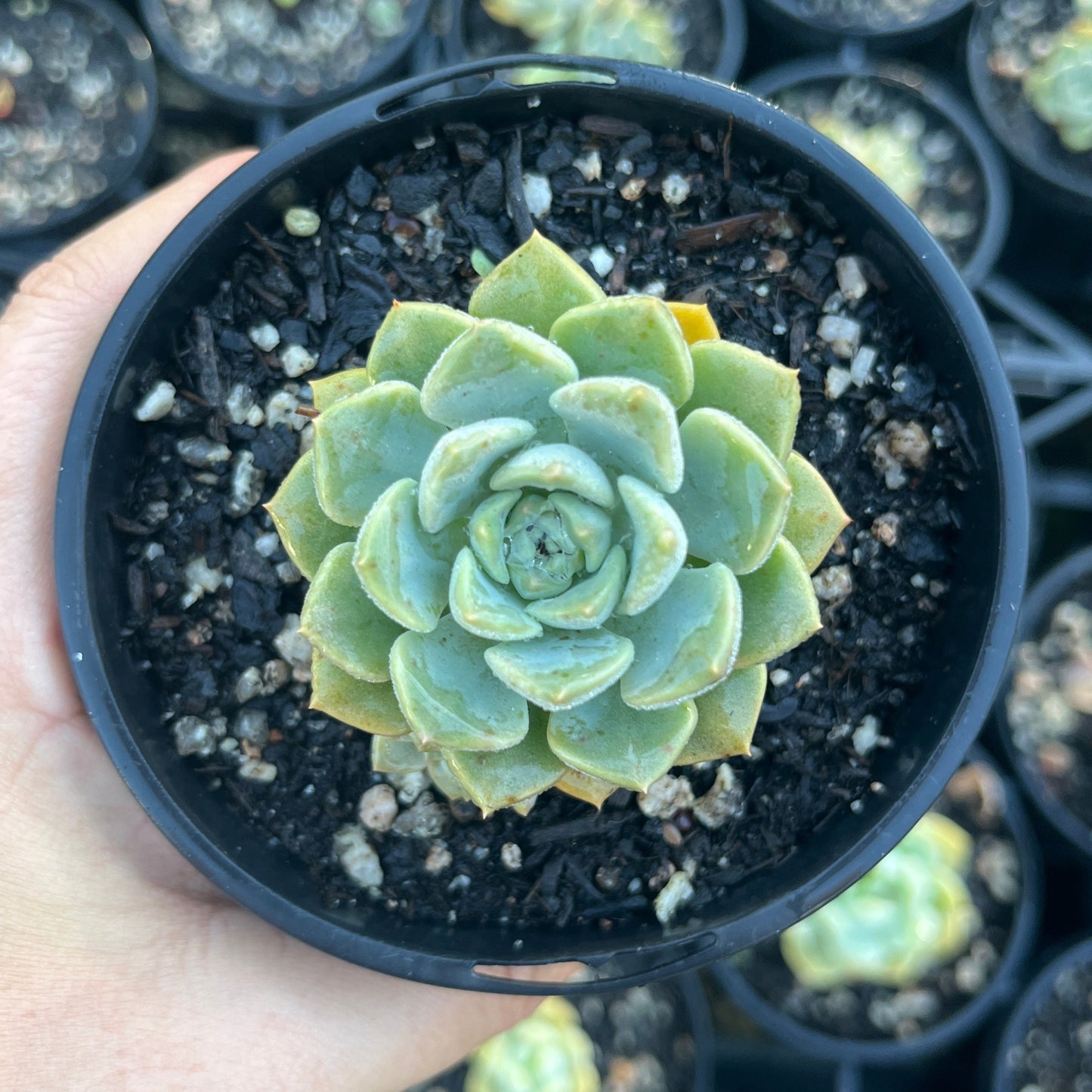 Echeveria Tinkerbell (LG)