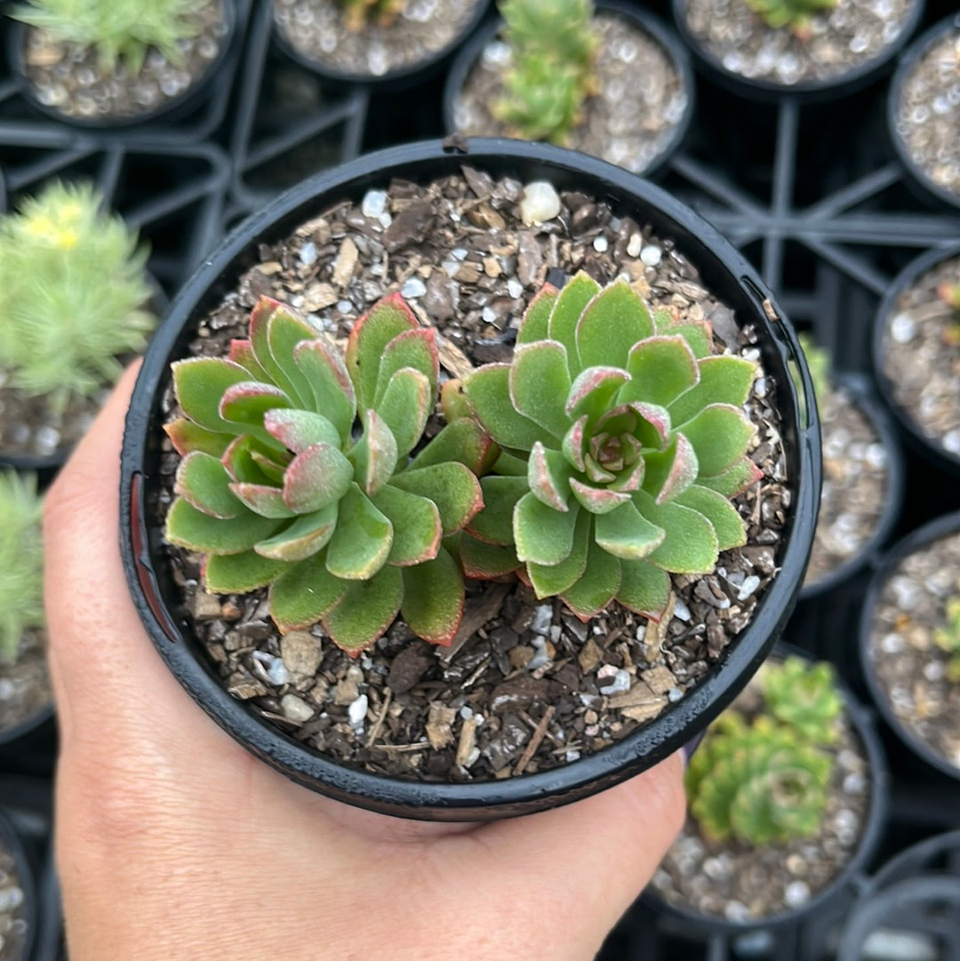 Sedum Cuspidatum (LG)