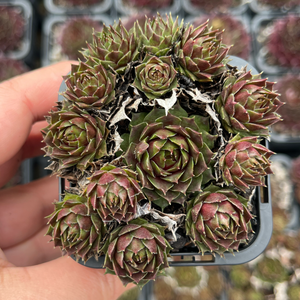 Sempervivum Marlands Beauty Cluster (SQ)