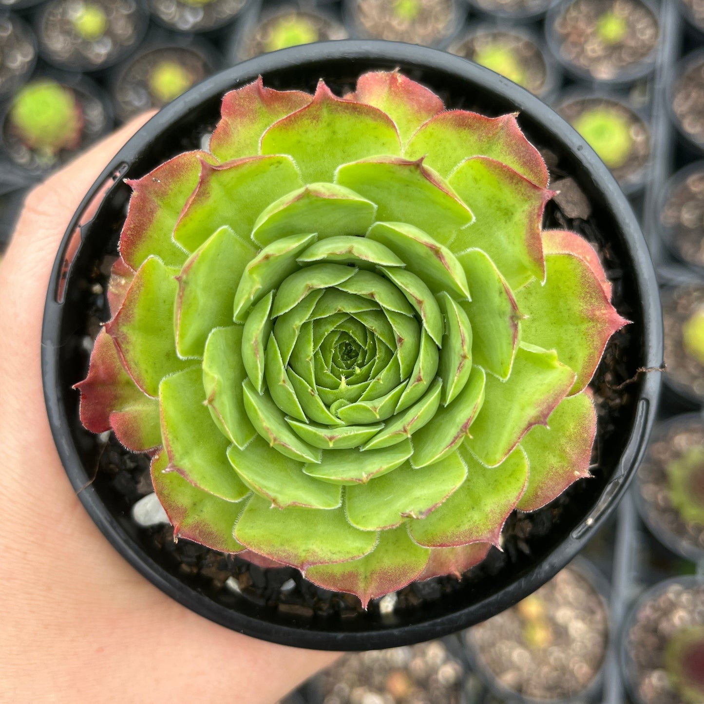 Sempervivum Tectorum Sunset (LS)