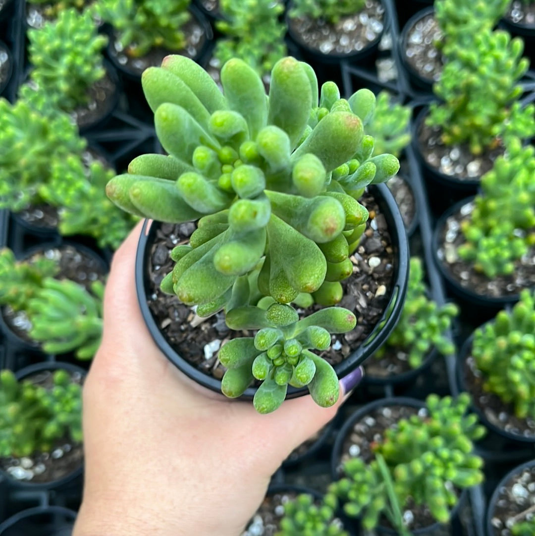 Sedum Jaspa (LG)