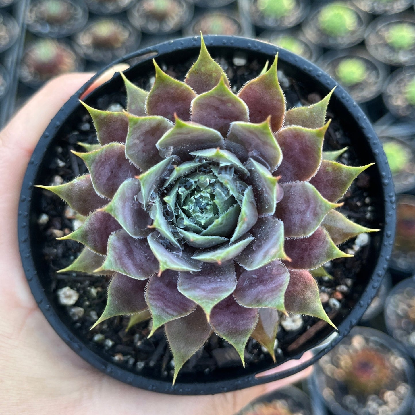 Sempervivum Magnificum (LS)