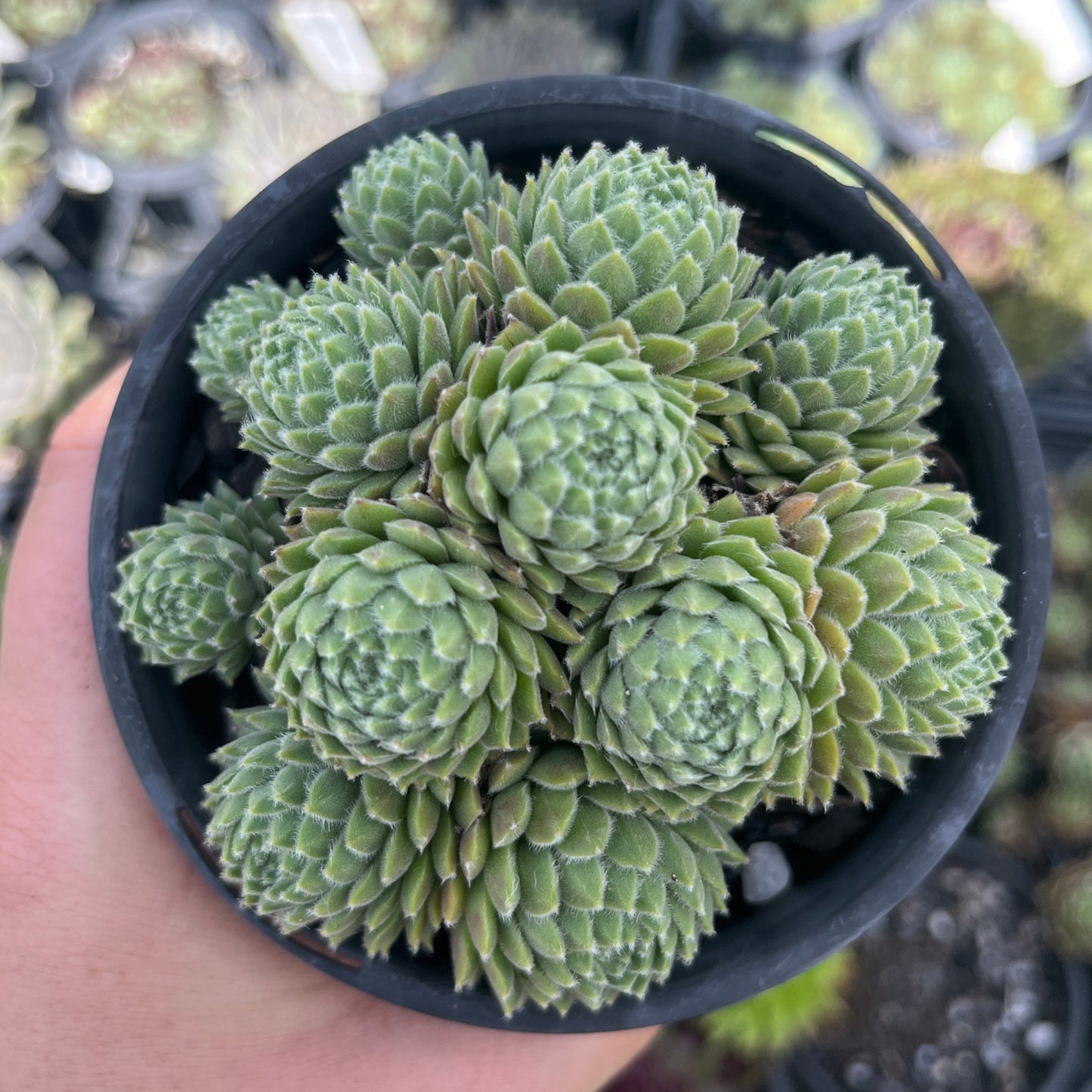 Sempervivum Undine (LS)