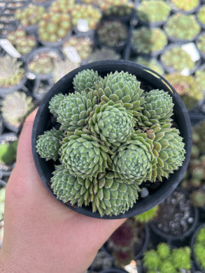 Sempervivum Undine (LS)