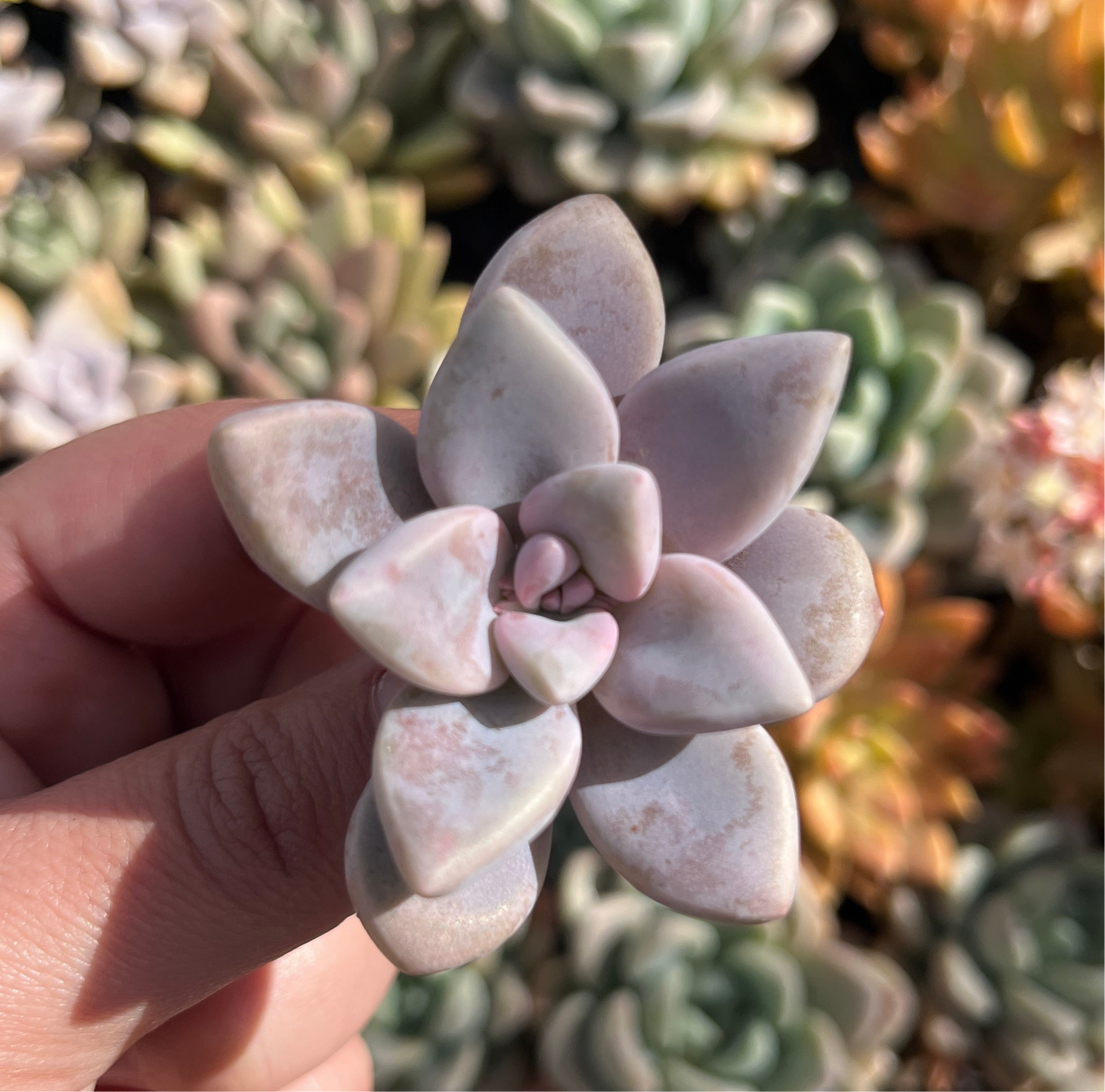 Graptoveria Ghost (Cutting)