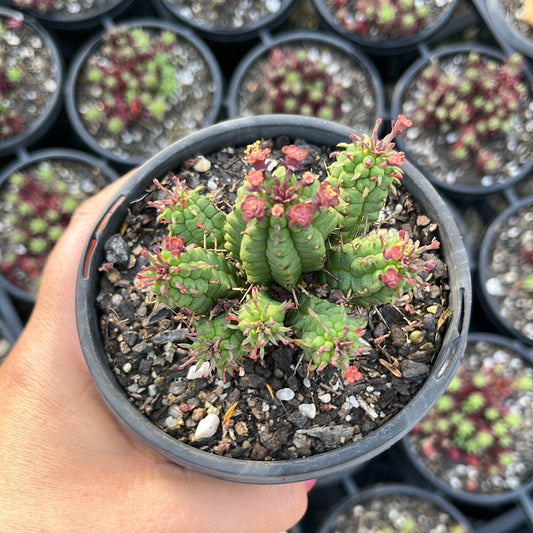 Euphorbia Mammillaris (LG)