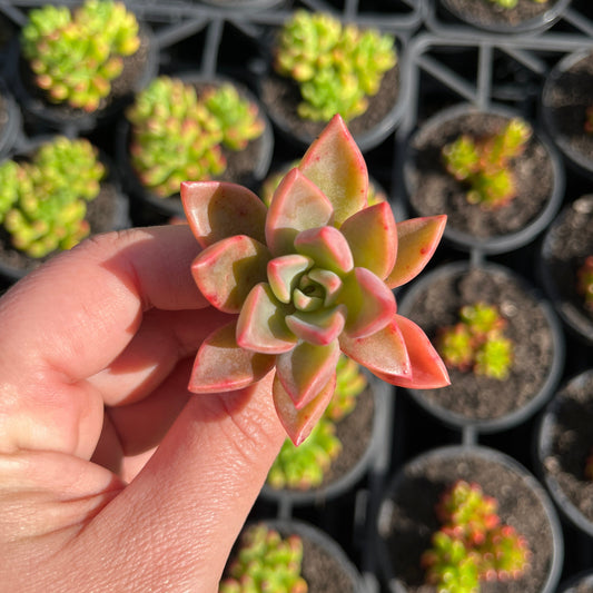 Graptoveria Cygnus (Cutting)