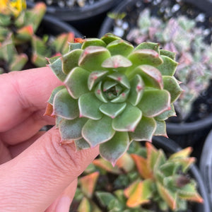 Graptoveria Olivia (Cutting)