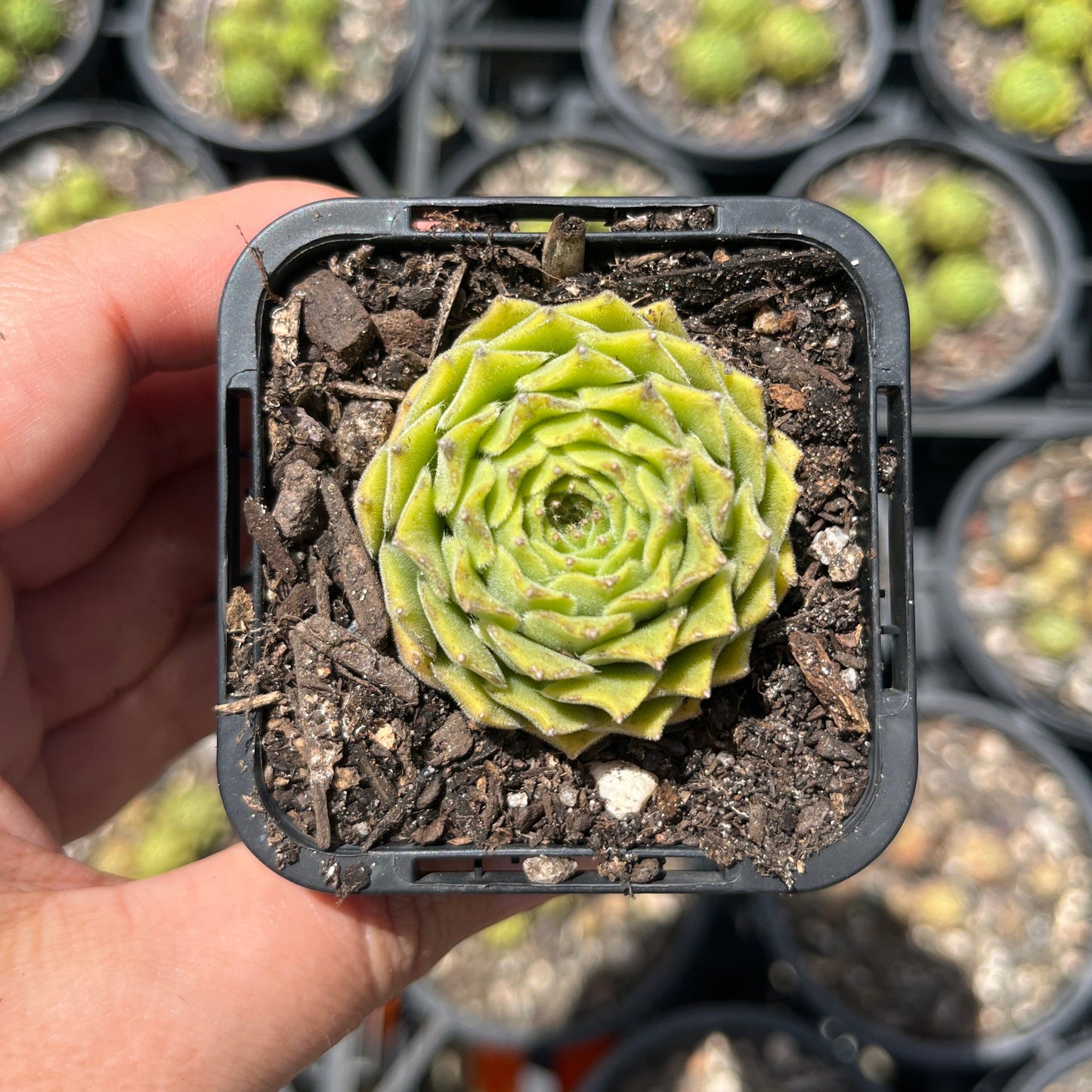 Sempervivum Hurricane (SQ)