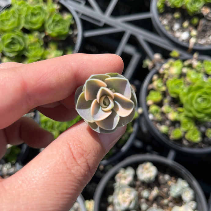 Orostachys Dunce Cap Variegata (Cutting)