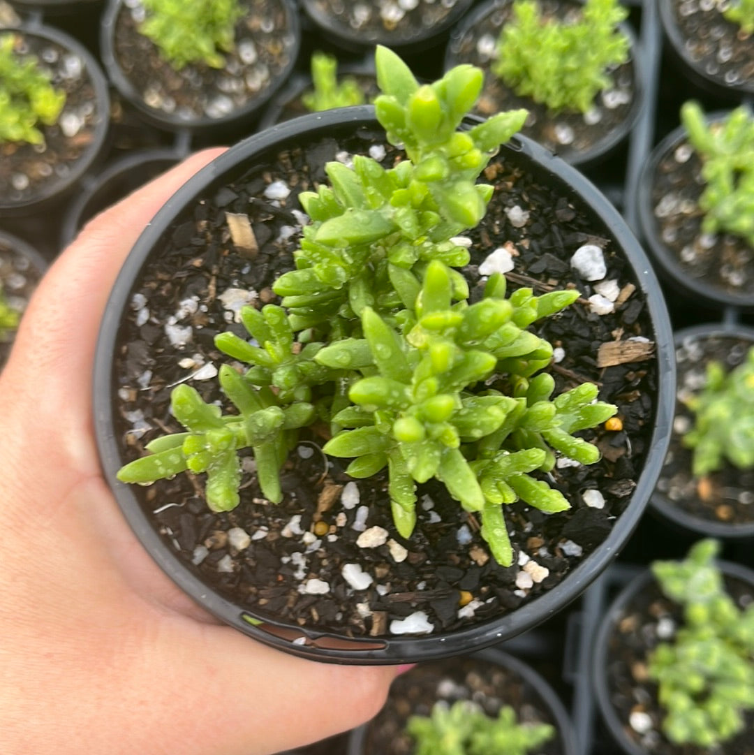 Delosperma Purple Buttons (LG)