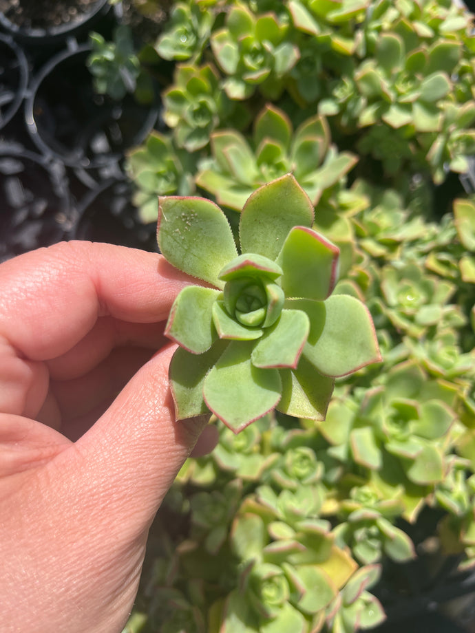 Aeonium Haworthii (Cutting)