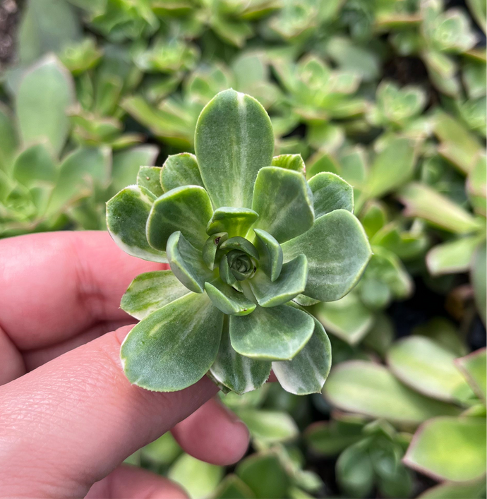 Aeonium Suncup (Cutting)