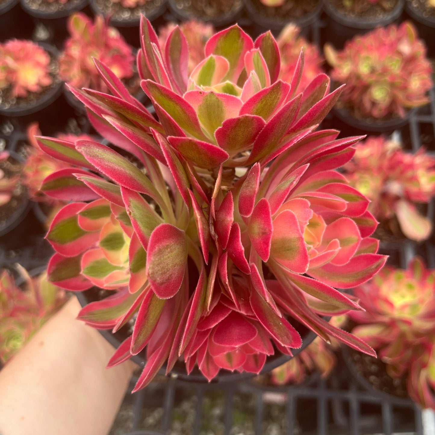 Aeonium Pink Witch  (XL)