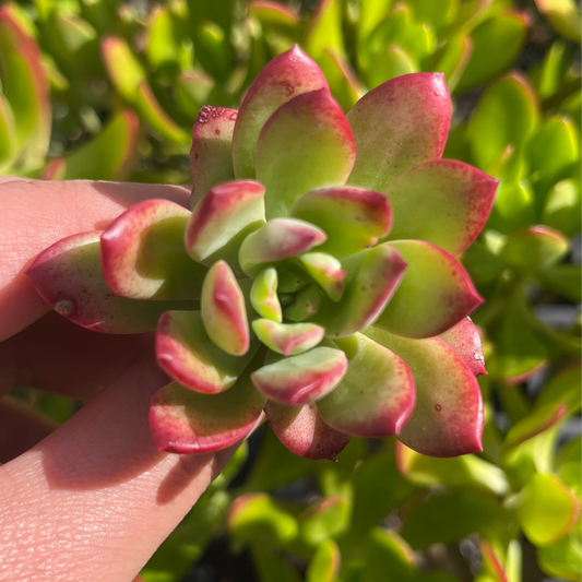 Echeveria Mini Belle (Cutting)