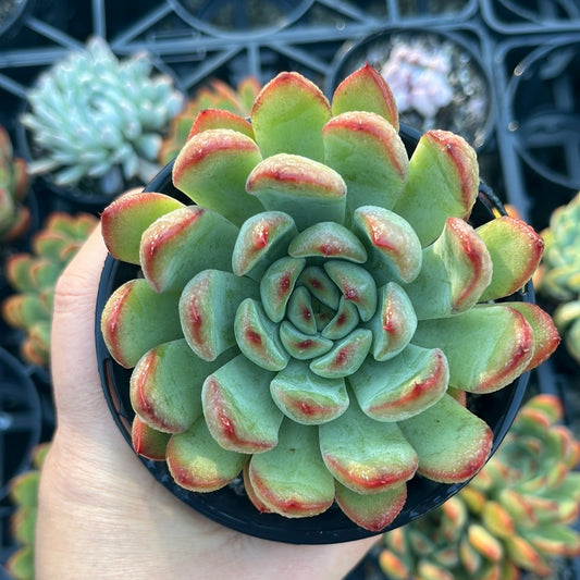 Echeveria Jupiter (LG)