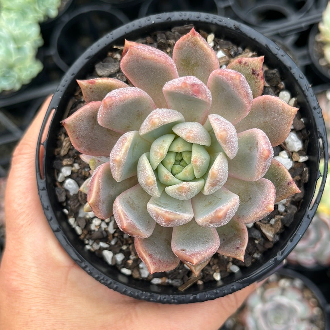 Echeveria Bonifica (LG)