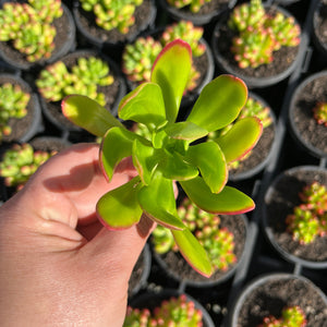 Sedum Mexican Bush (Cutting)