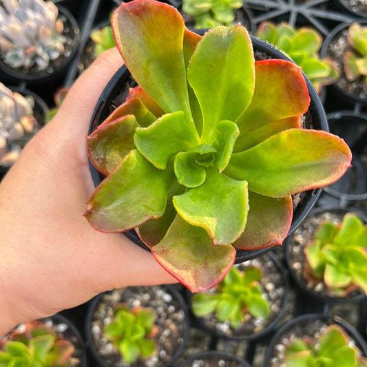 Echeveria Multcaullis (LG)