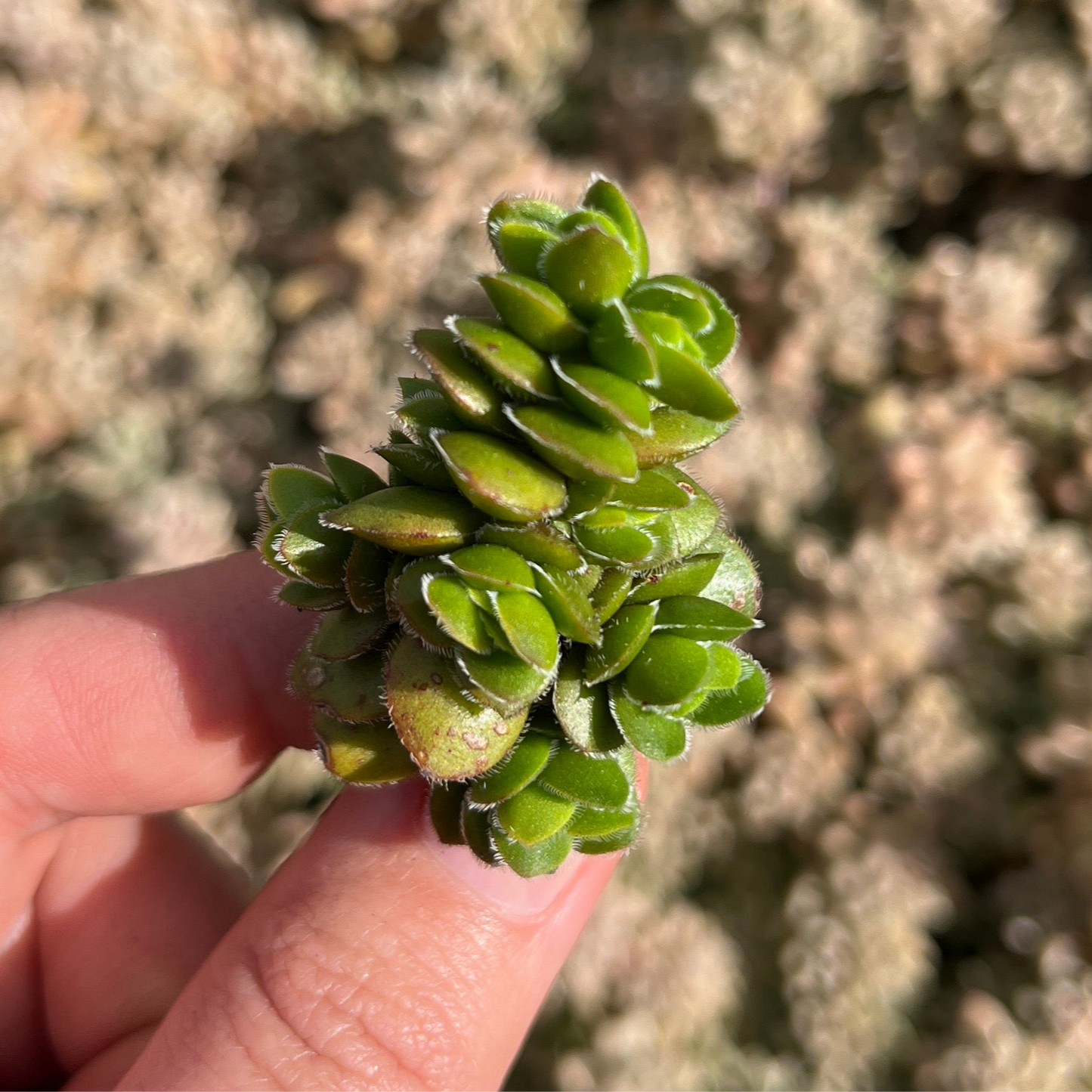 Crassula David (Cutting)