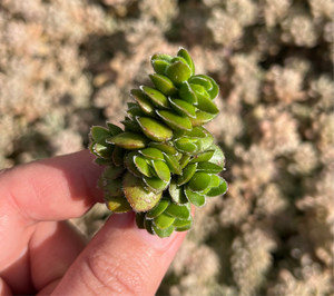 Crassula David (Cutting)