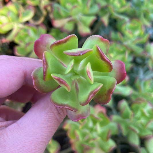 Sedum Dendroideum (Cutting)