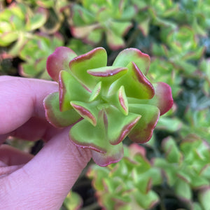 Sedum Dendroideum (Cutting)